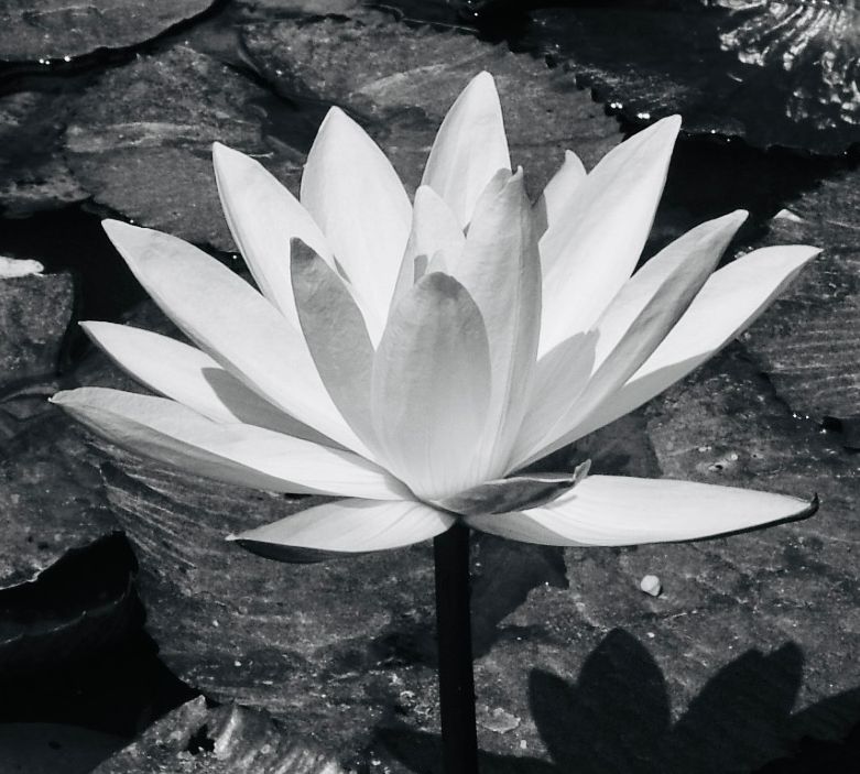Lotus flower representing SEMH support, behaviour support and consultancy