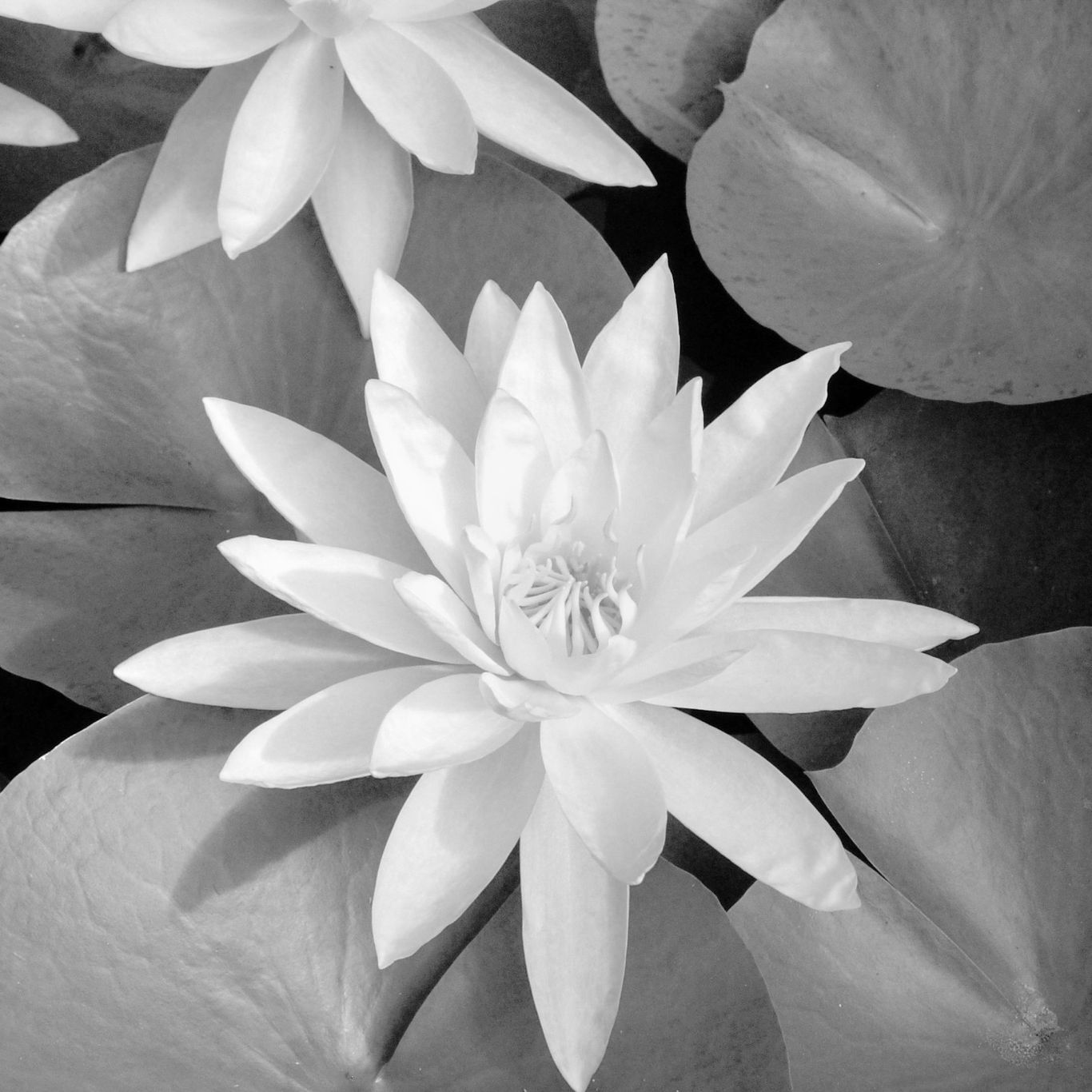 Lotus flower representing growth, emotional wellbeing and relational SEMH support